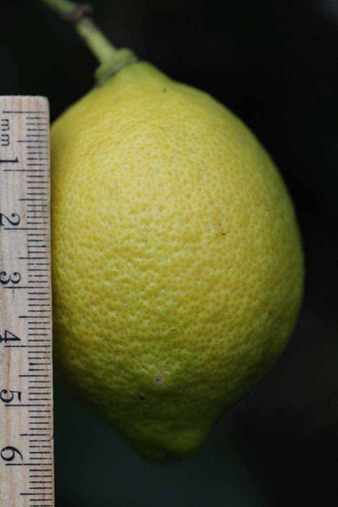                 Fruit (Blanchard, Riverside,   CA)       